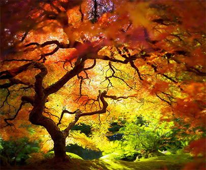Arbre
