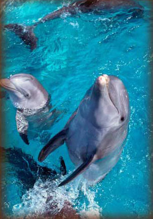 Dauphins